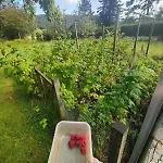 Cozy At The Base Of Sale And Ling Fell * Embleton (Cumbria)